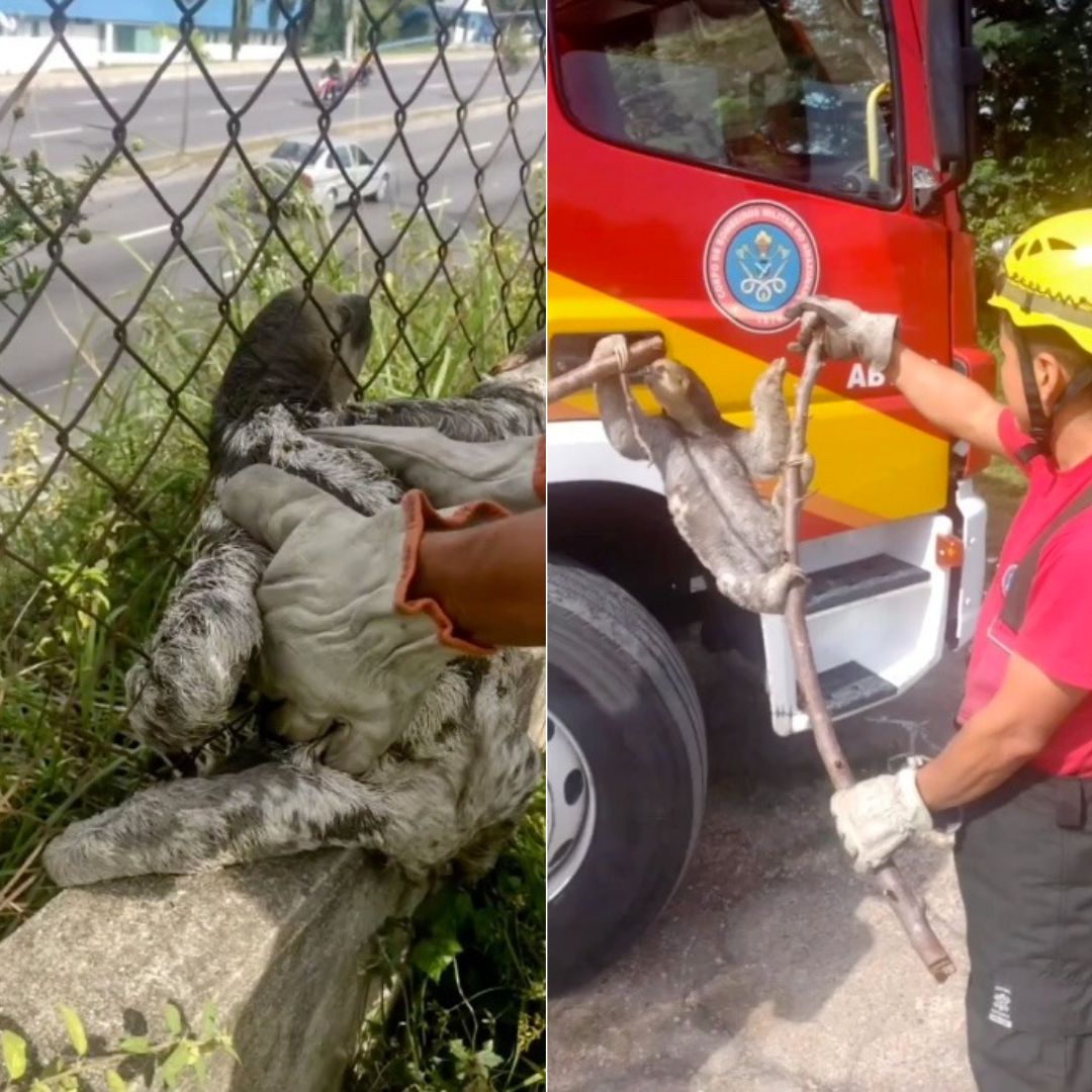Preguiça é resgatada por bombeiros após ficar presa em grade de fábrica em Manaus