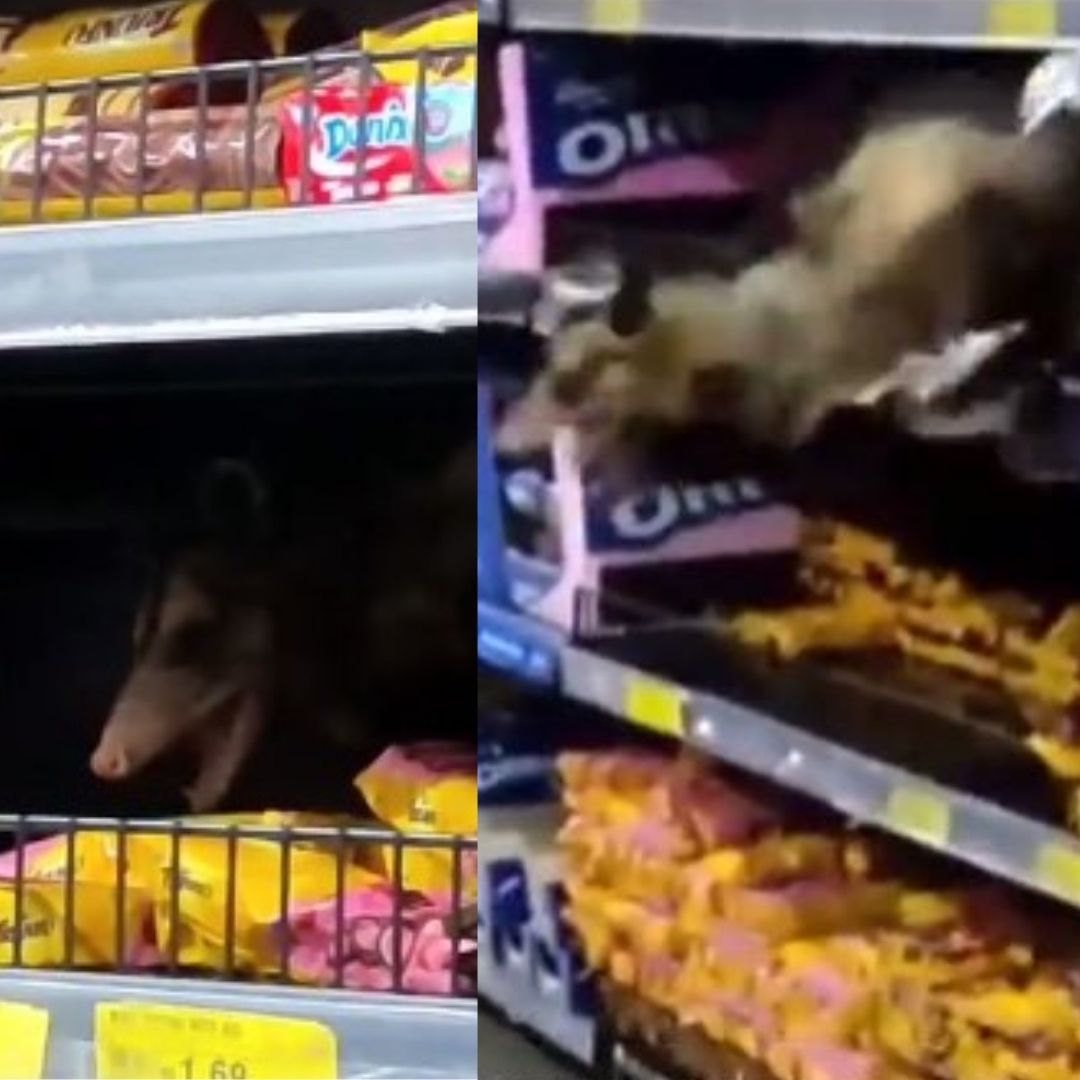 Mucura ‘vai às compras’ e causa pânico no DB em Manaus; veja vídeos