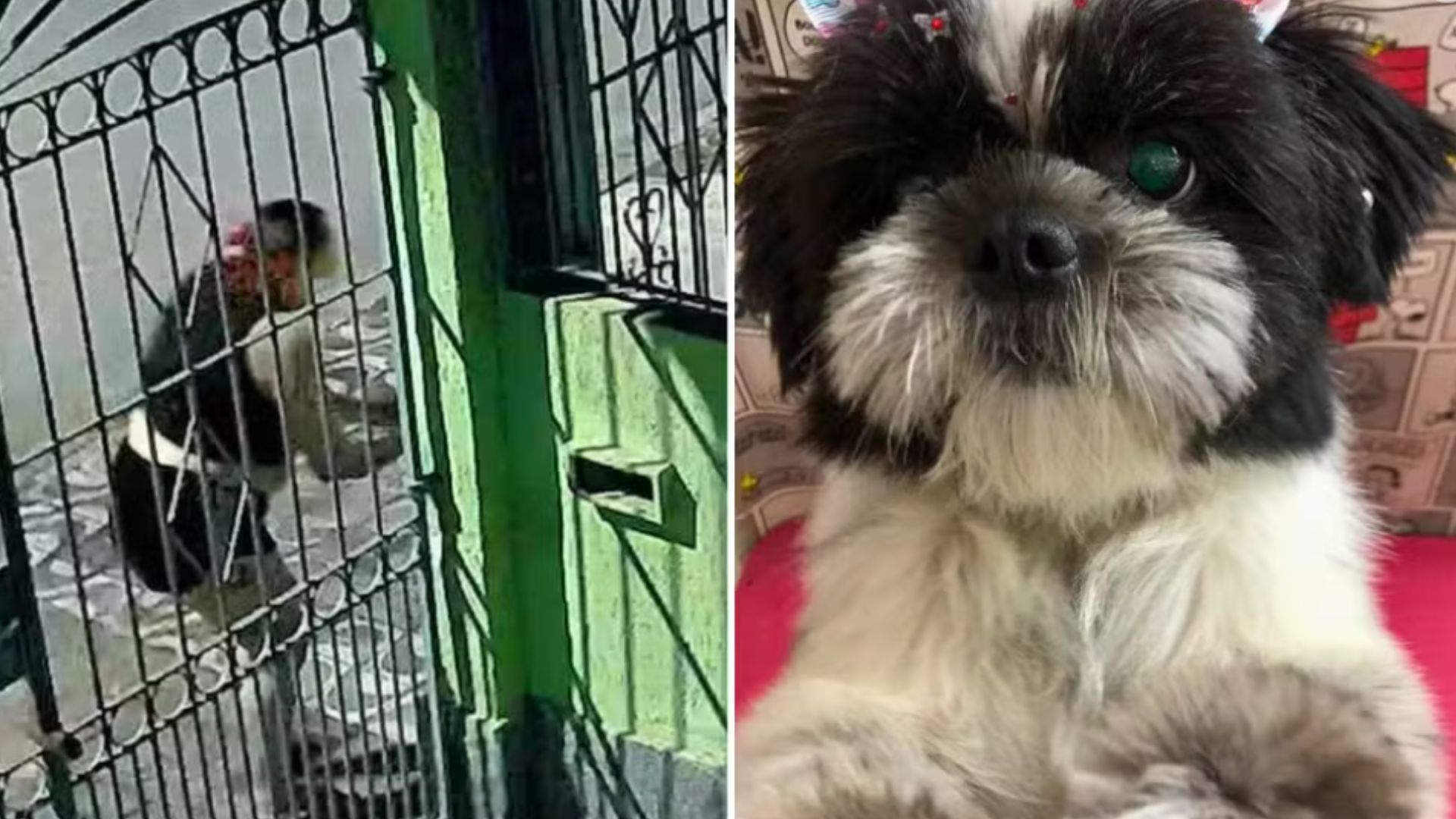 Mulher é flagrada furtando cadela Shih Tzu de quintal em imóvel no litoral de SP