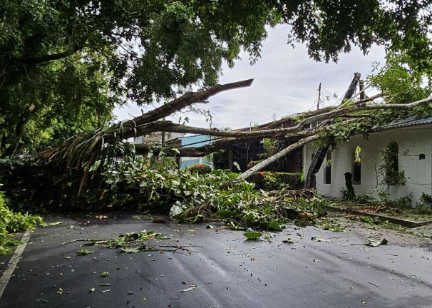 Árvore desaba durante temporal, atinge casa e bloqueia rua no Conjunto Petros