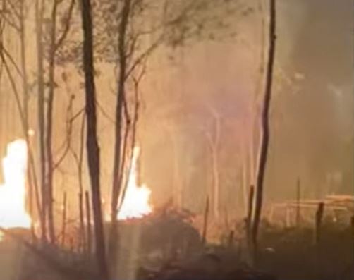 Incêndio criminoso destrói área de mata que tinha sido invadida em Novo Airão