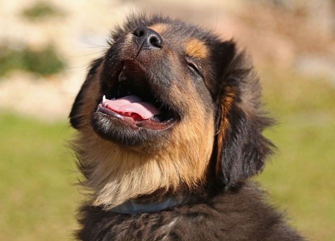 Manaus oferece dia de cuidados gratuitos para pets com o 'Um Dia Bom Pra Cachorro'