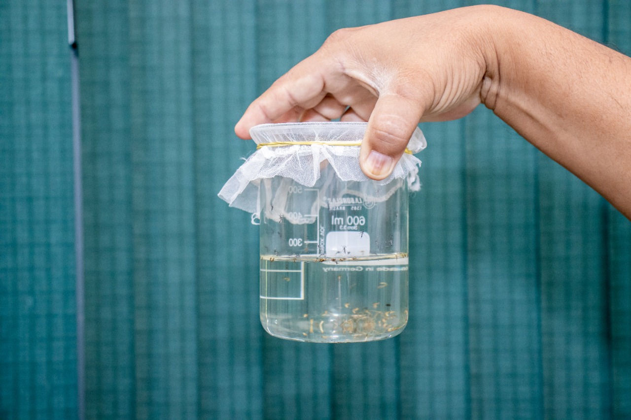 Manaus divulga bairros em vulnerabilidade para doenças transmitidas pelo Aedes aegypti