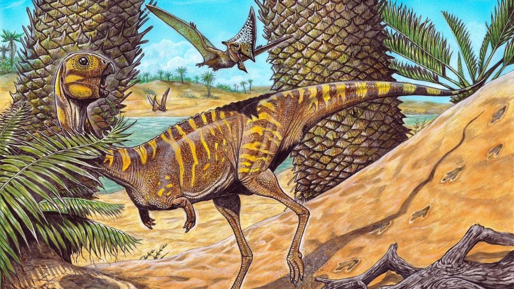 Berthasaura Leopoldinae: Museu Nacional anuncia descoberta de novo dinossauro