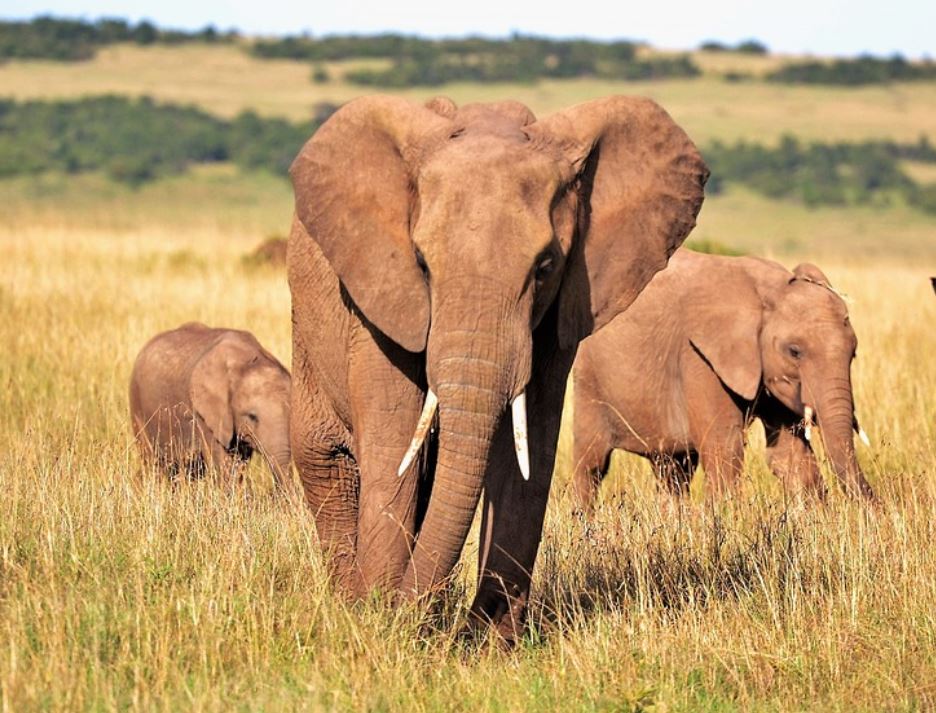 Turista morre ao ser esmagado por elefante durante safari