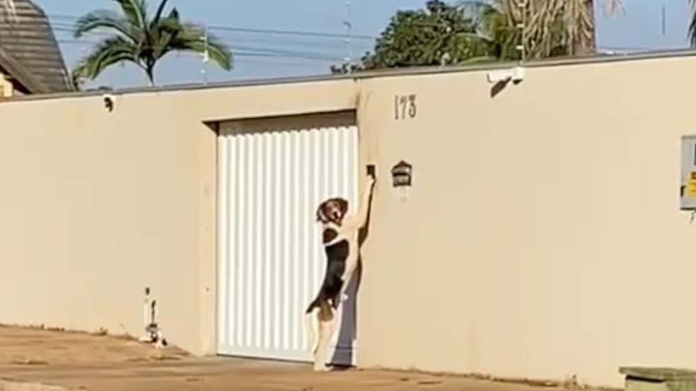 Cachorro é pego tocando a campainha para entrar em casa; Confira o vídeo 