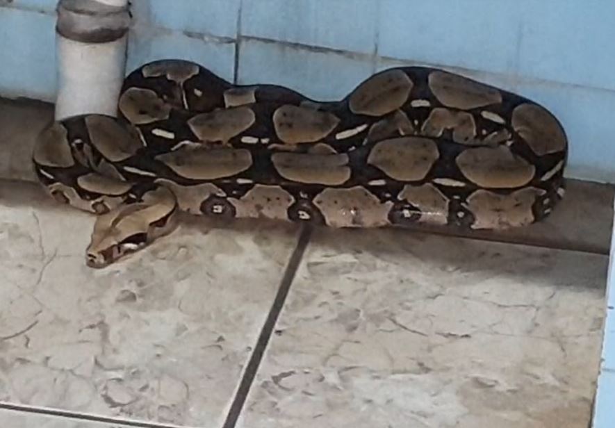 Moradores levam susto ao encontrar cobra gigante dentro de casa em Itacoatiara