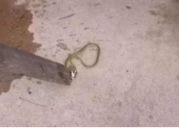 Cobra é encontrada dentro de bebedouro de escola municipal