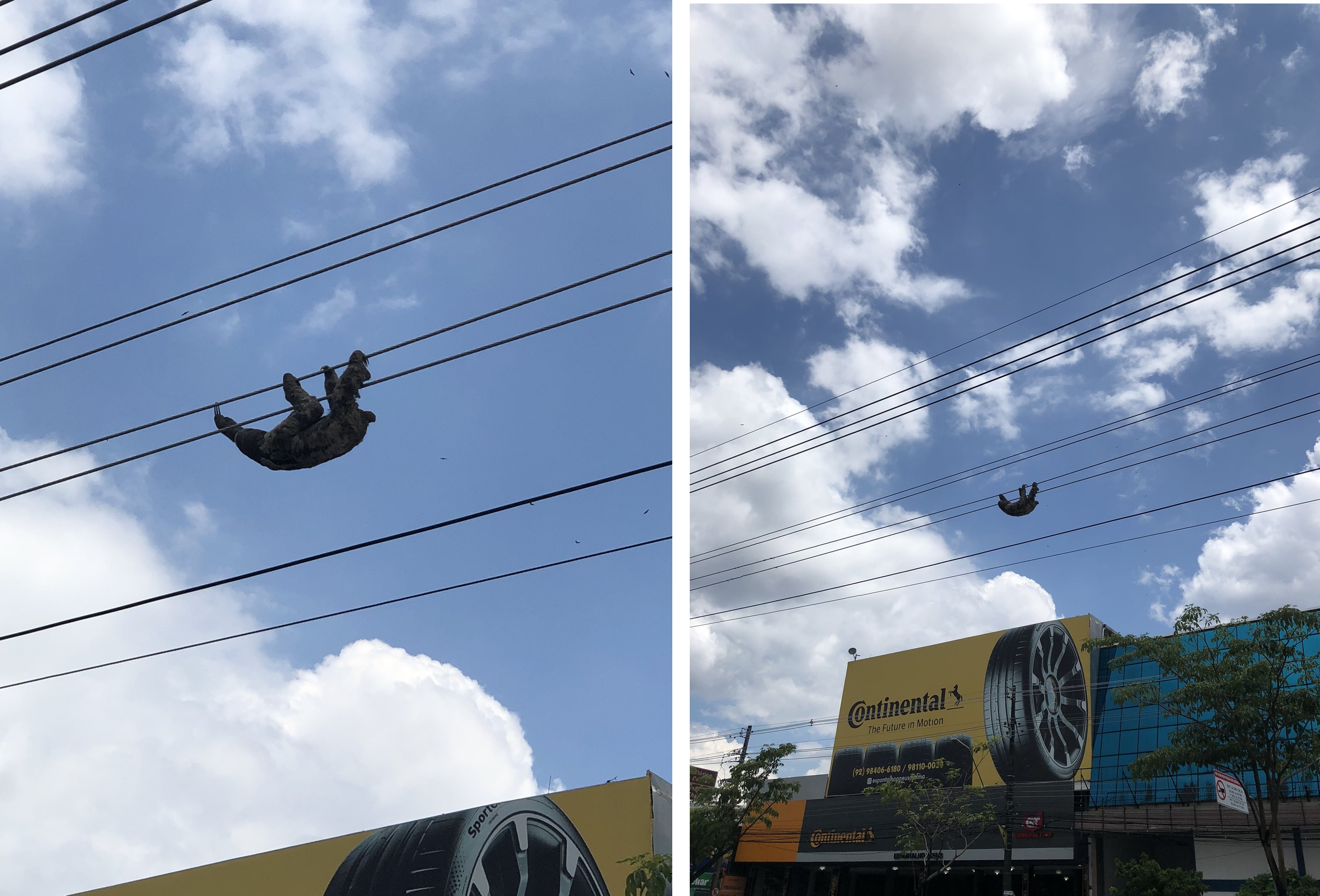 Saiba o que aconteceu com a preguiça presa em fio de alta tensão em Manaus