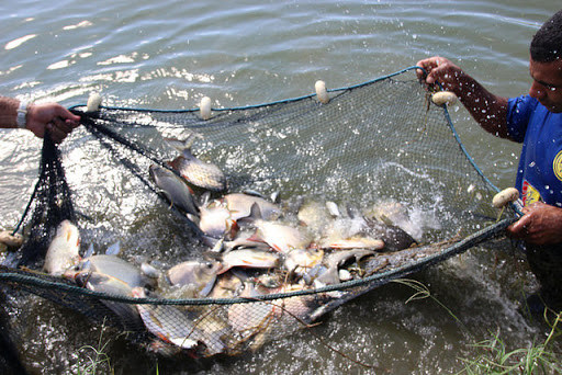Nilton Lins e Inpa abrem inscrições para programa de pós-graduação em Aquicultura; veja