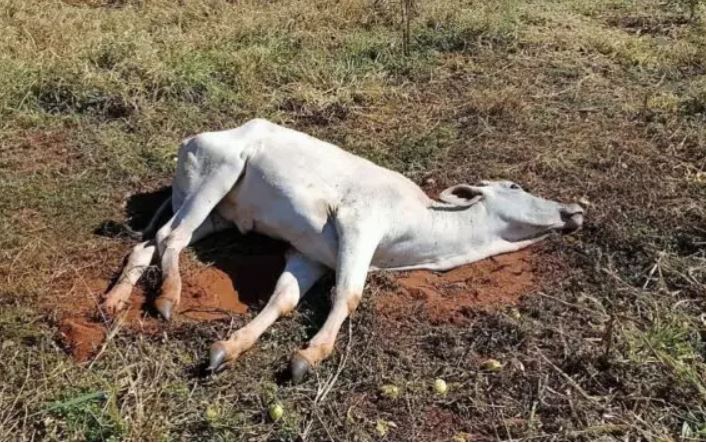 Animais morrem por suspeita de raiva e caso é investigado no Amazonas