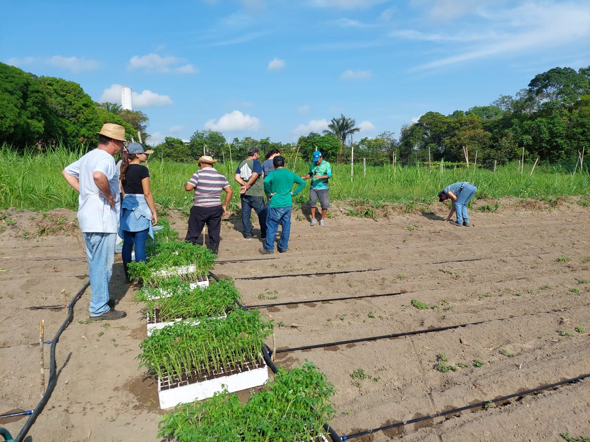 Pesquisadores do Amazonas encontram fungos que podem ajudar no controle de doenças em hortaliças 