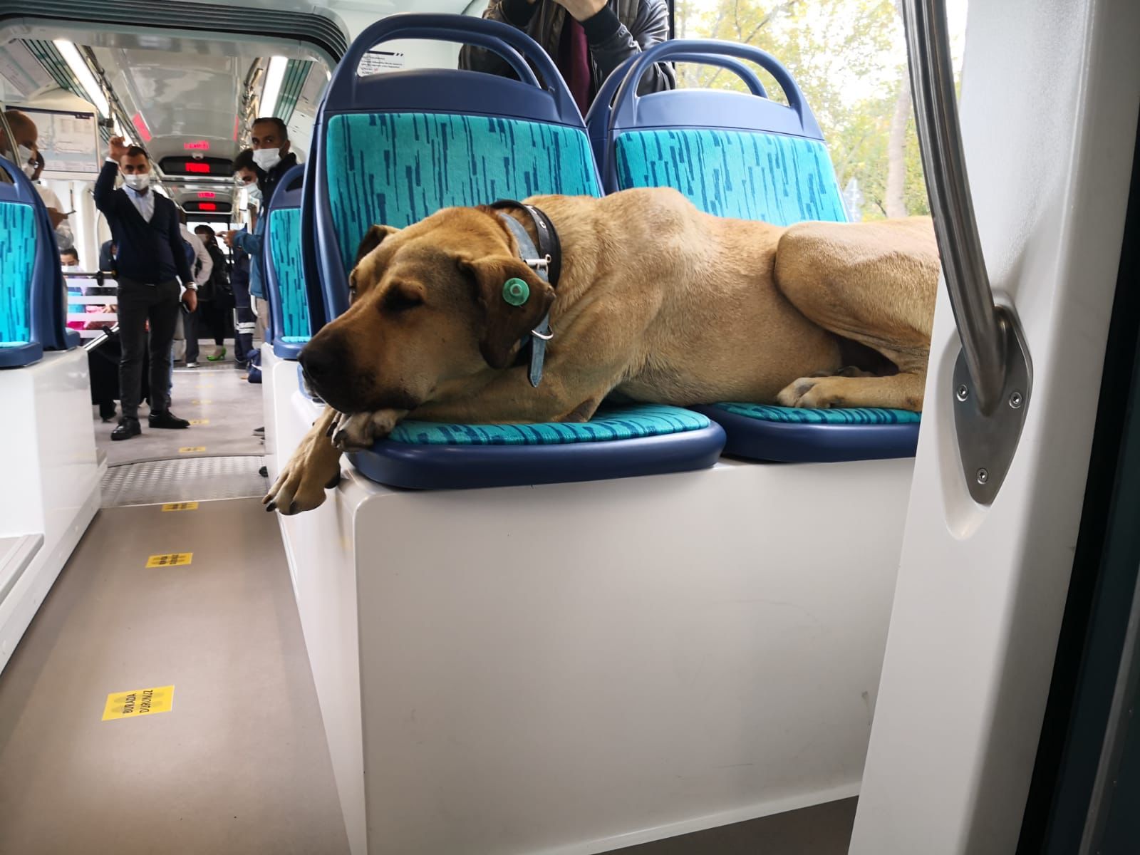 Cachorro viraliza por aprender a andar de ônibus e balsa