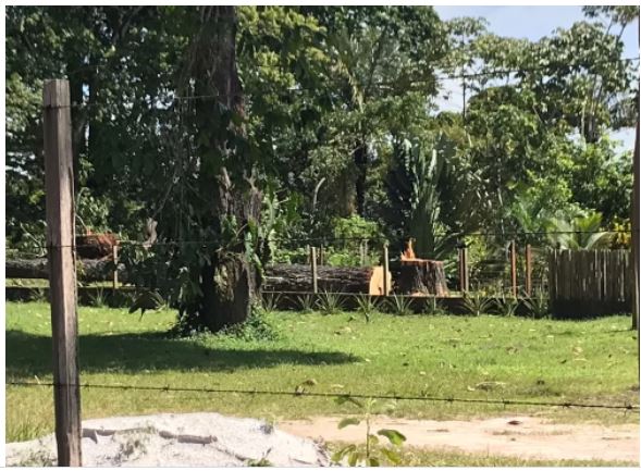 Homem é multado por cortar árvores centenárias no Amazonas