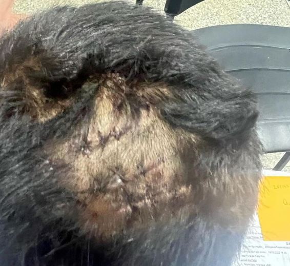 Criança tem cabeça quebrada por tomar mingau da irmã em Manaus 