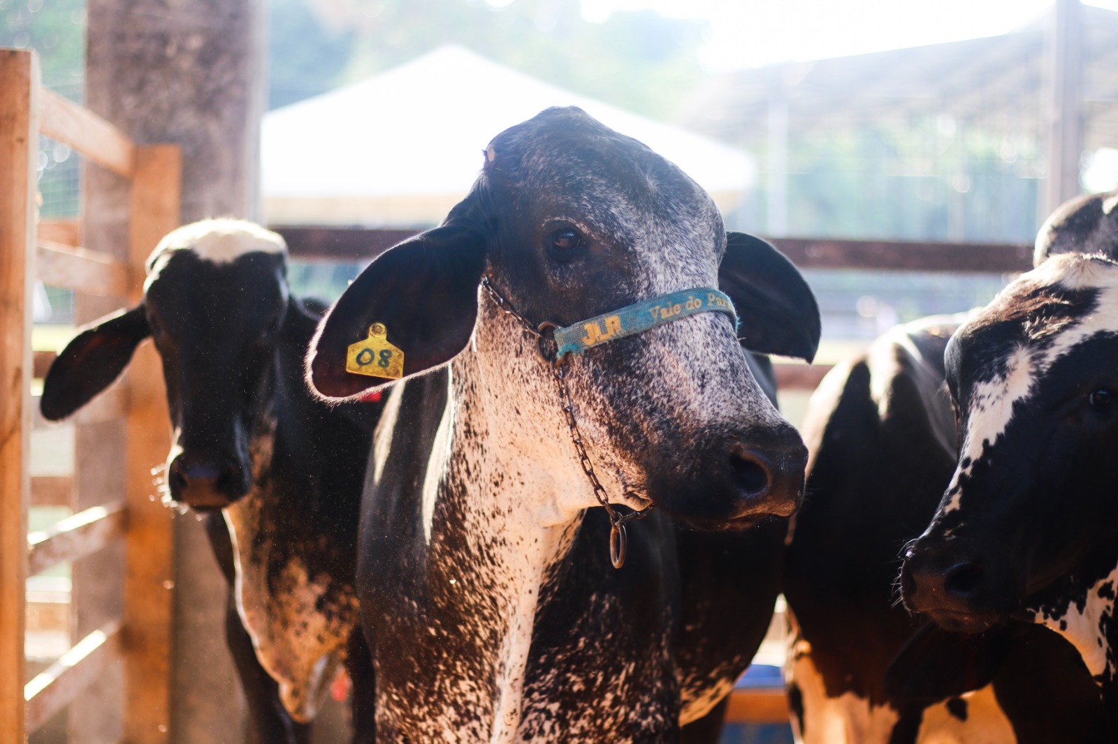 Feira de Agronegócios começa hoje com exposição, música e gastronomia em Manaus