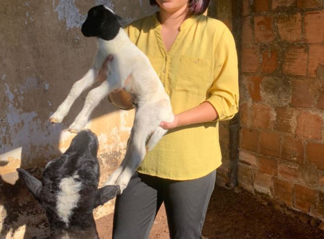 Ovelha rara é roubada de sítio em Manaus e dono oferece recompensa