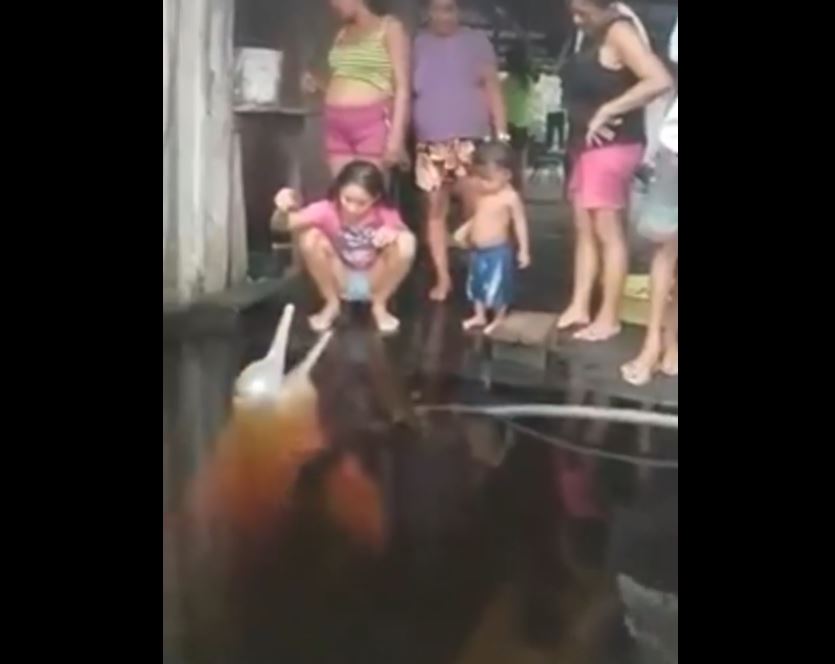 Vídeo: Boto 'encanta' família ao se exibir na porta de casa no Amazonas