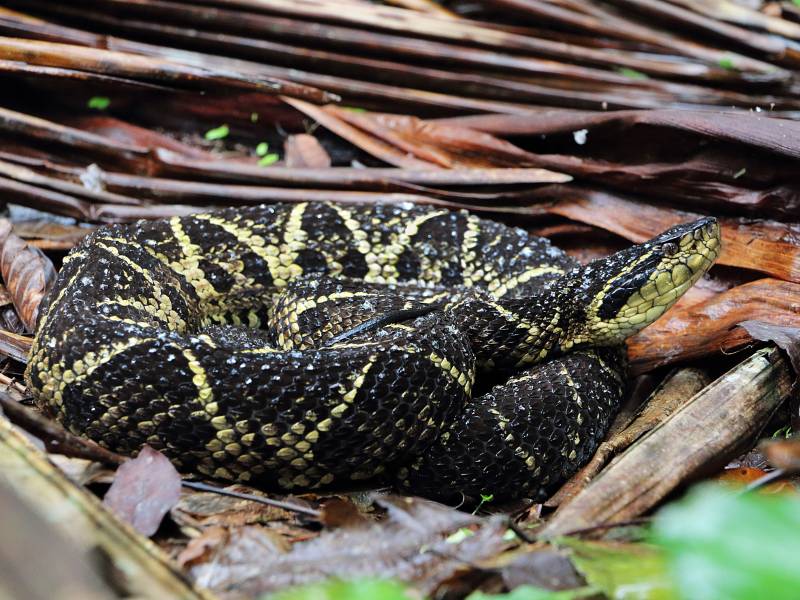 Veneno de cobra brasileira tem molécula que inibe o coronavírus