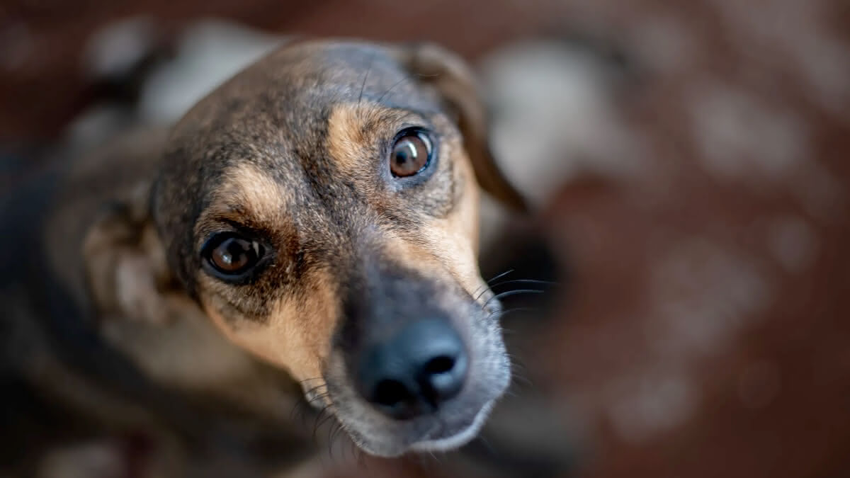 Cadastro para doação de ração a protetores e cuidadores de animais é aberto