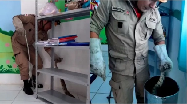 Professores se assustam com jiboia dentro de sala em creche no Amazonas
