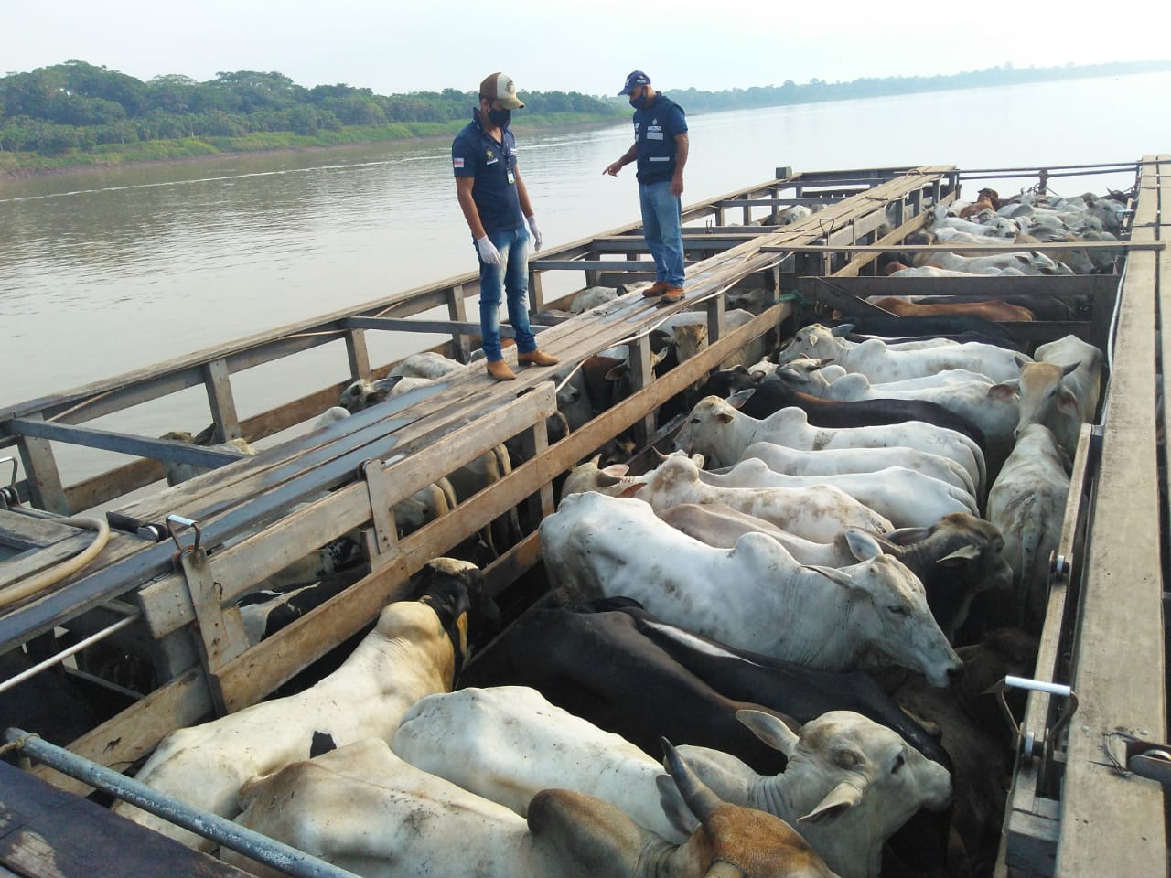 Confira as normas para transporte seguro de animais com risco de febre aftosa no Amazonas
