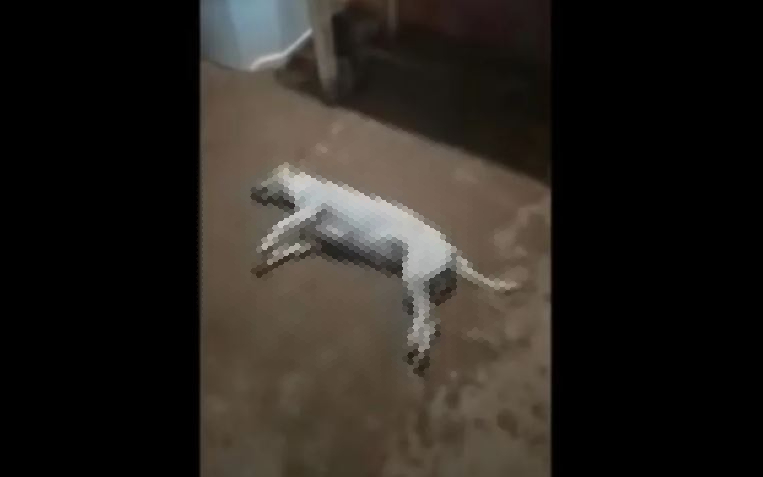 Cadela morre após ser estuprada por homem durante dois dias