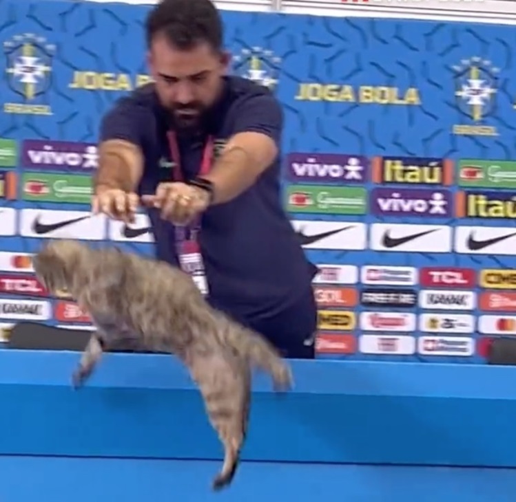 ONGs pedem multa de R$ 1 milhão à CBF por episódio com gato na Copa