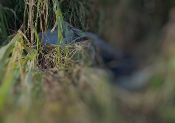 Após sentir forte odor, populares encontram corpo à margem de avenida em Manaus