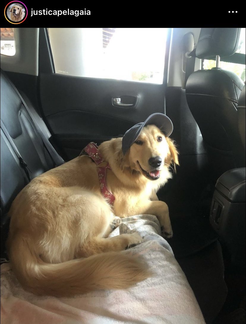 Cadela de 5 anos morre durante transporte e família recebe corpo em isopor