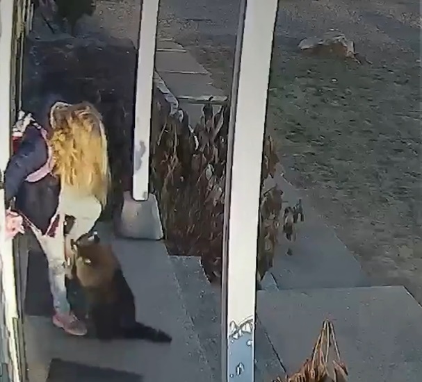 Câmera flagra desespero de menina atacada por guaxinim e atitude rápida de sua mãe; Veja