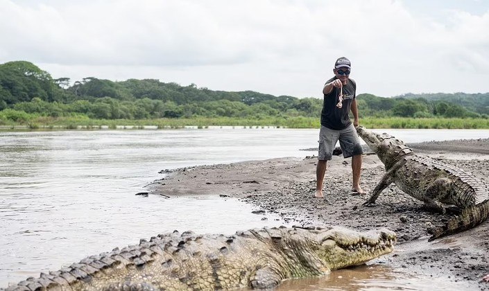 Guias que alimentam crocodilos gigantes viram atração turística