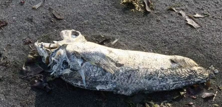 Criatura bizarra é encontrada em praia e intriga especialistas