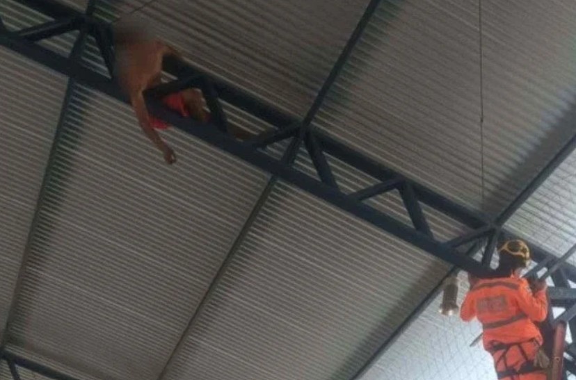 Jovem fica preso a 15 metros de altura ao tentar recuperar bola em teto de ginásio