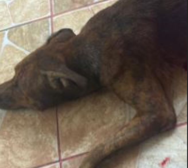 Cachorro é morto a facada após fugir de casa no Amazonas