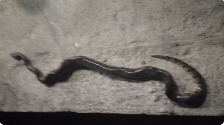 Sucuri morre após ser atacada a mordidas por homem