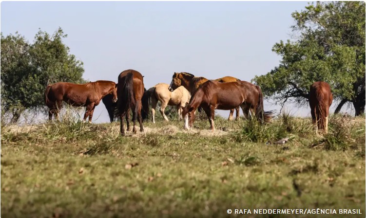 Fiocruz confirma casos de Encefalite Equina no Amazonas