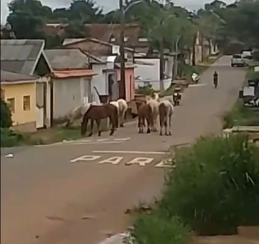 Motociclista fica ferido ao colidir com cavalo solto em avenida em Itacoatiara