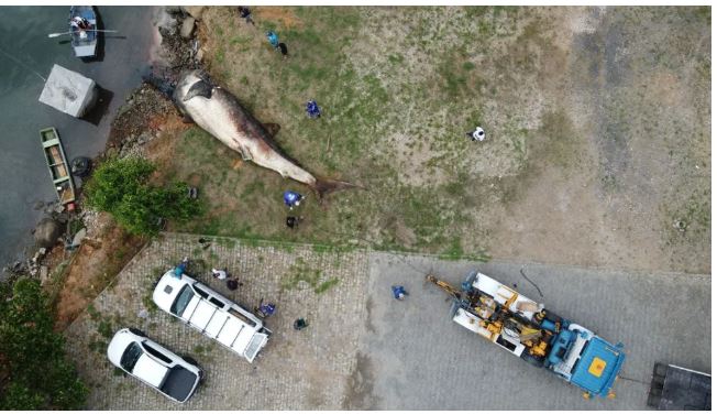 Maior peixe do mundo é encontrado morto no Brasil