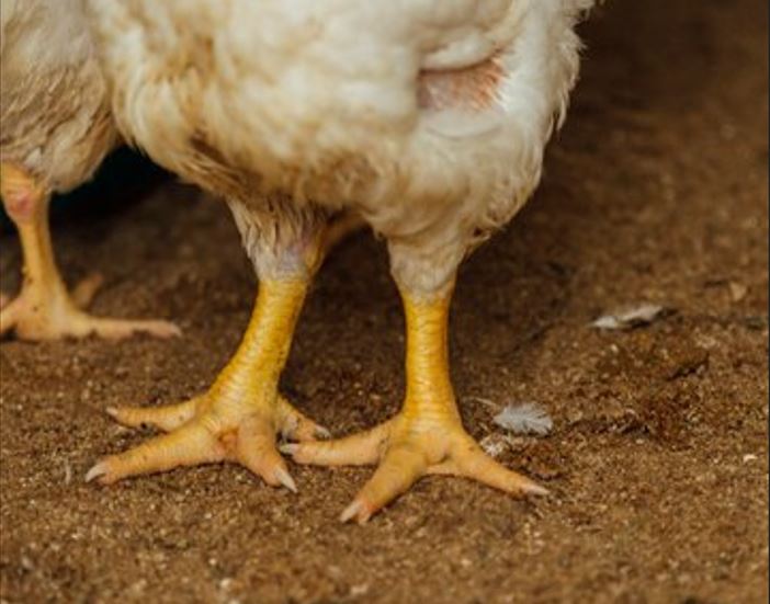 Canadá registra primeiro caso de gripe aviária em humano