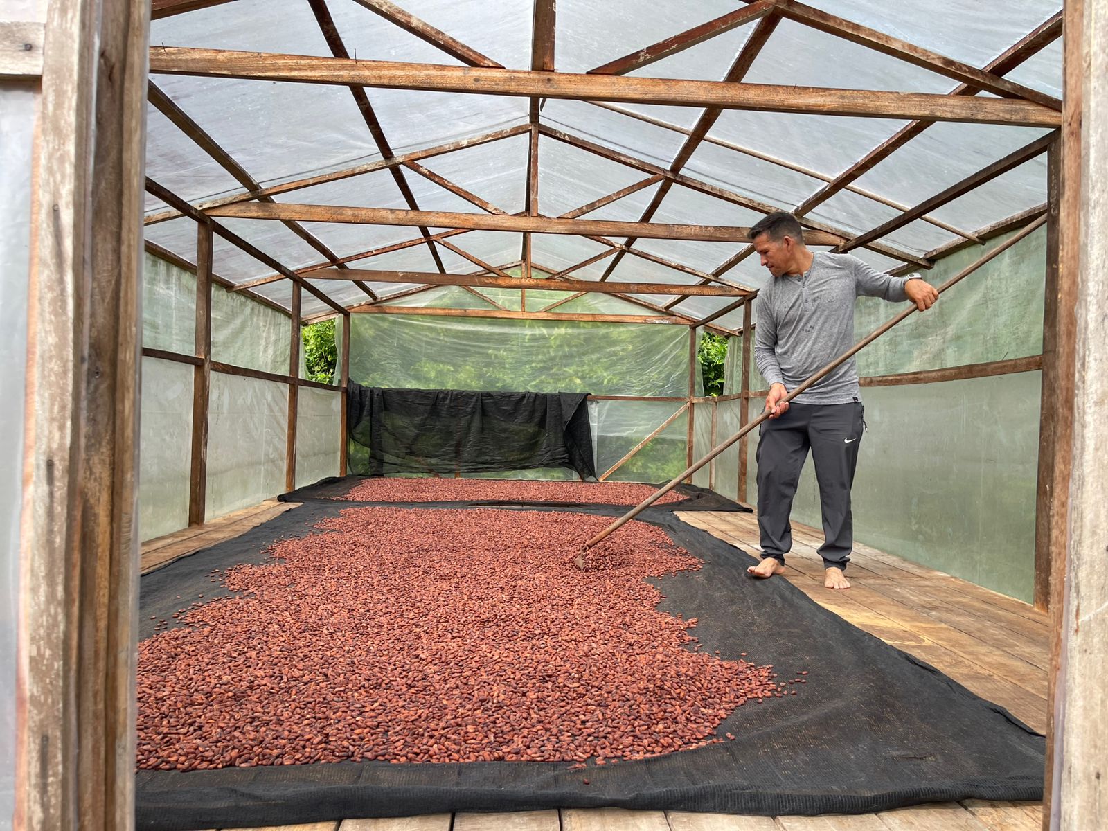 Europa vai receber 1,2 tonelada de amêndoa de cacau produzida por extrativistas do Amazonas