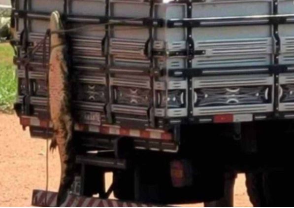 Homem é flagrado transportando jacaré amarrado na carroceria de caminhão