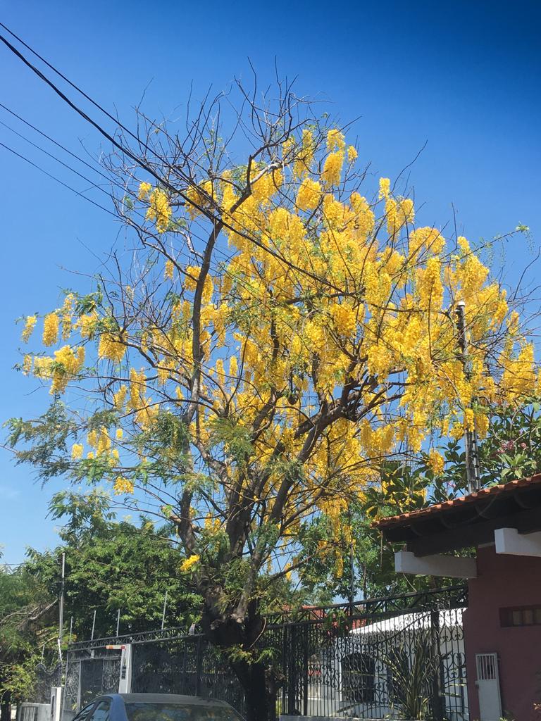 Espécies da flora amazônica estão no cio e embelezam jardins em Manaus
