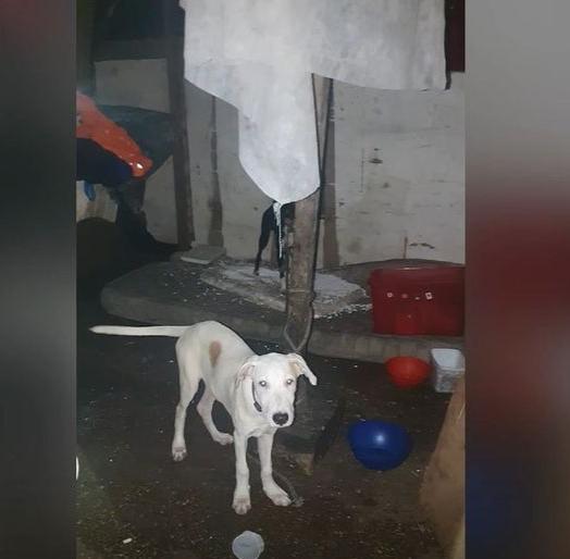 Suspeitos de comer cães e gatos são presos em Manaus