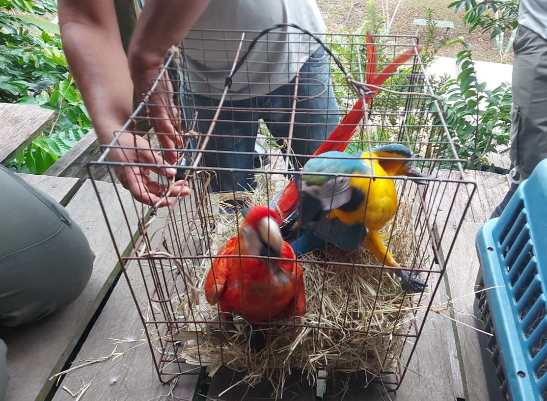 Homem é multado em R$ 234 mil por usar animais silvestres como atração turística no Amazonas