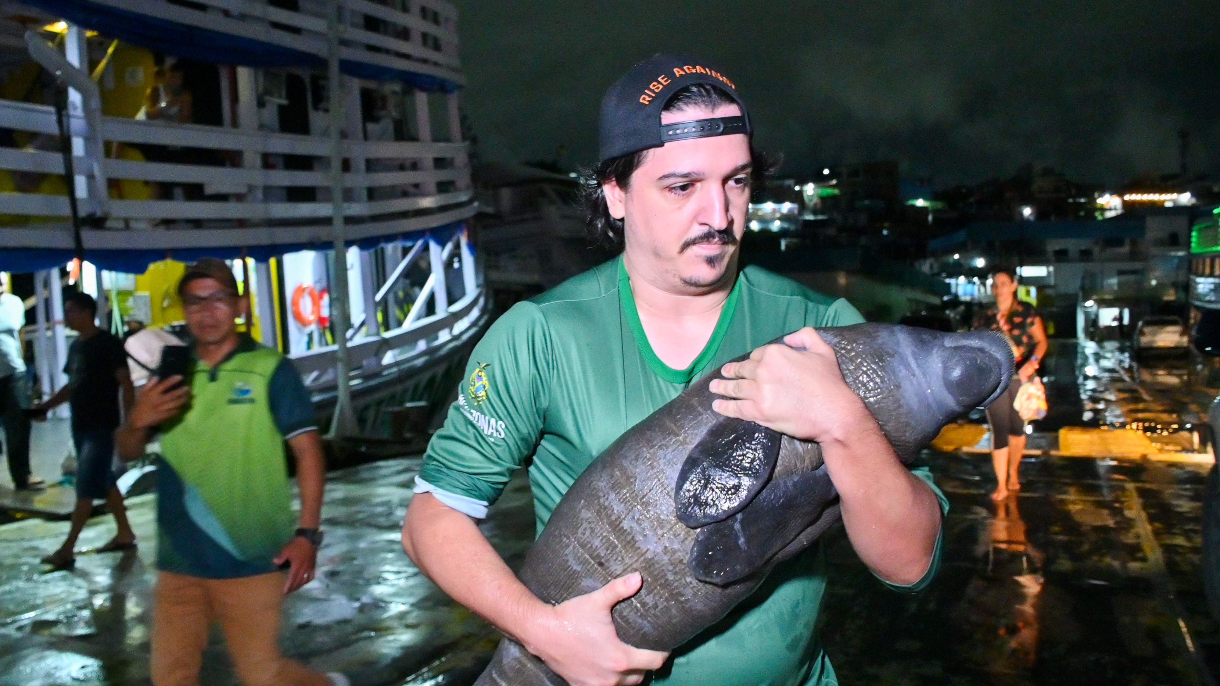 Filhote de peixe-boi resgatado em Nova Olinda do Norte é acolhido em Manaus