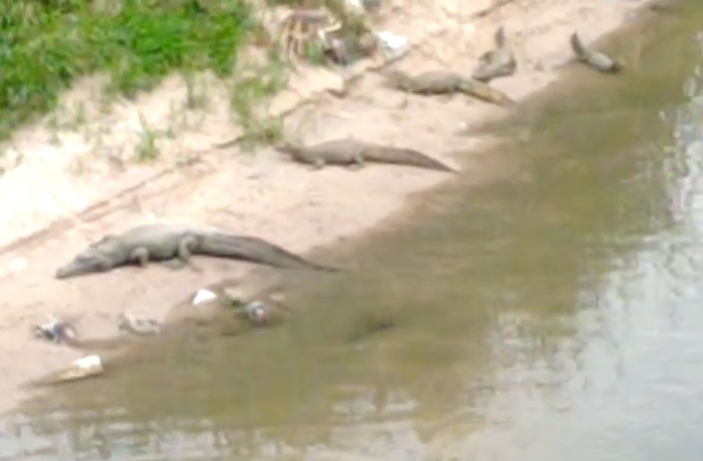 Vídeo: 'Família de jacarés' é flagrada durante banho de sol em igarapé em Manaus 
