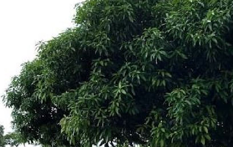 Homem morre ao apanhar mangas em Manaus