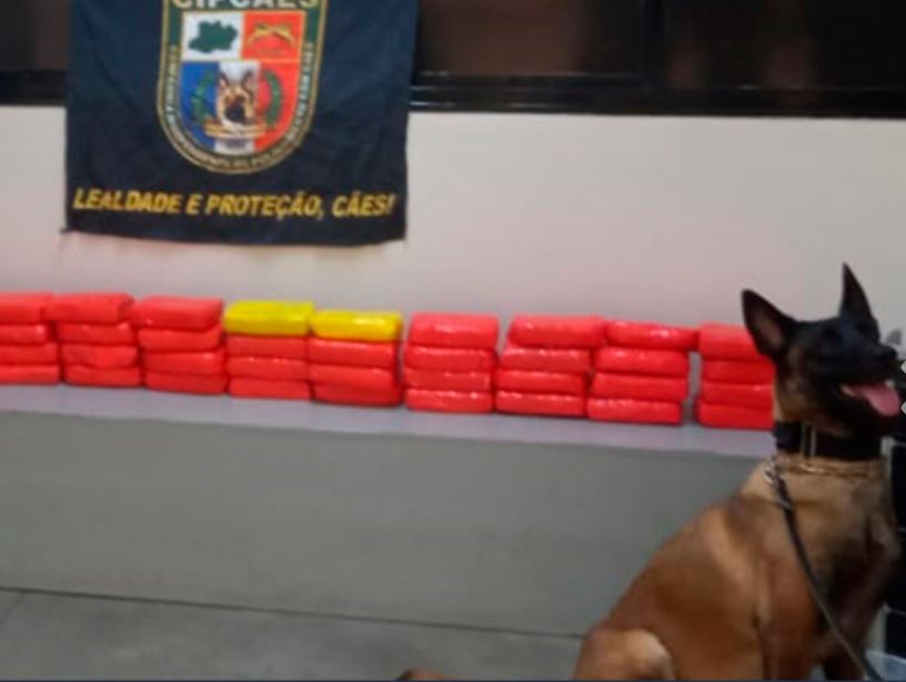 Polícia apreende 40 Kg de drogas escondidos em placas solares em Manaus