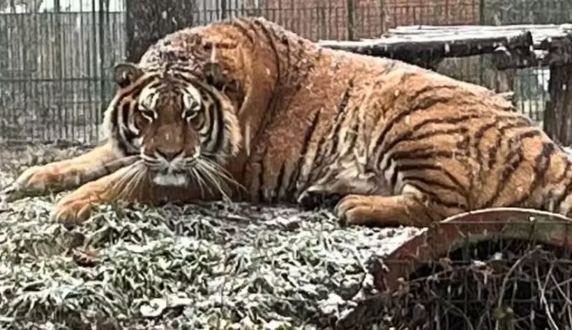 Tratador morre após ser atacado por tigre em zoológico